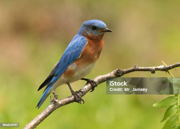 Blue Bird Oriental Foto de stock y más banco de imágenes de Afilado - Afilado, Ala de animal, Animal