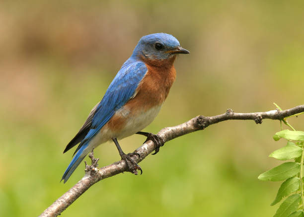 istock Blue and orange Eastern bluebird on a branch 186820197