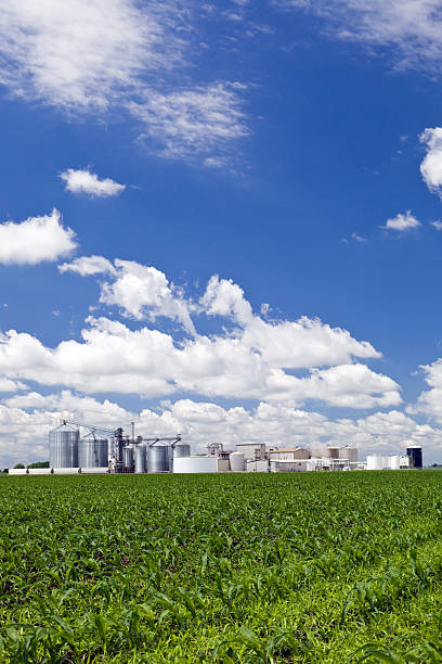 Spring Cornfield with Ethanol Biorefinery in the Background  corn biodiesel crop corn crop stock pictures, royalty-free photos & images