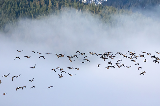 Canada Geese migrate over Squamish BC, Canada in the early morning.