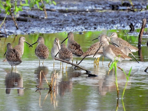 Long-billed Dowitchers - profile