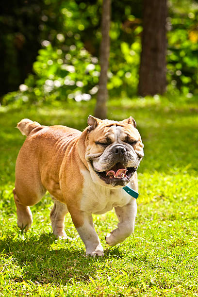 istock Front view of English Bulldog, walking 186820686