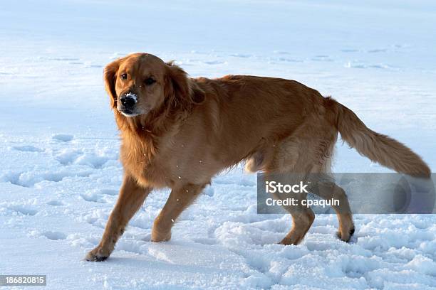Golden Retriever Im Schnee Stockfoto und mehr Bilder von Eingefroren - Eingefroren, Eis, Fotografie