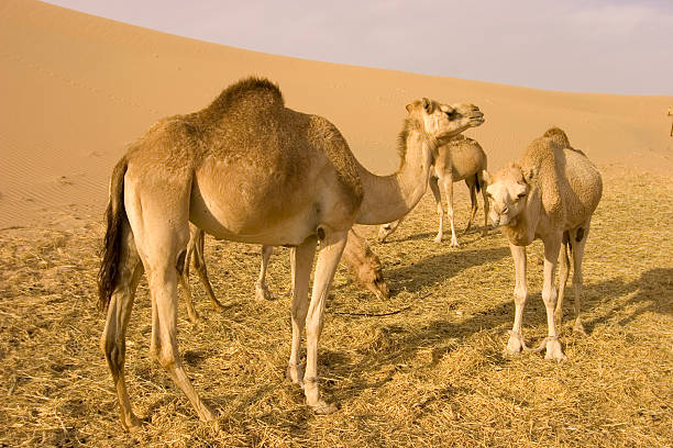 istock Camels in the desert United Arab Emirates 186820820