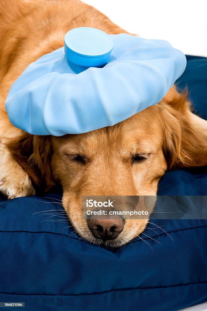 Malessere Golden Retriever - Foto stock royalty-free di Animale