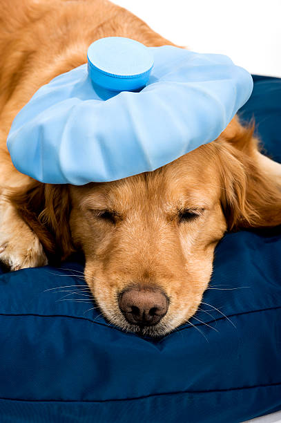istock Sick Golden Retriever on dog bed 186821086