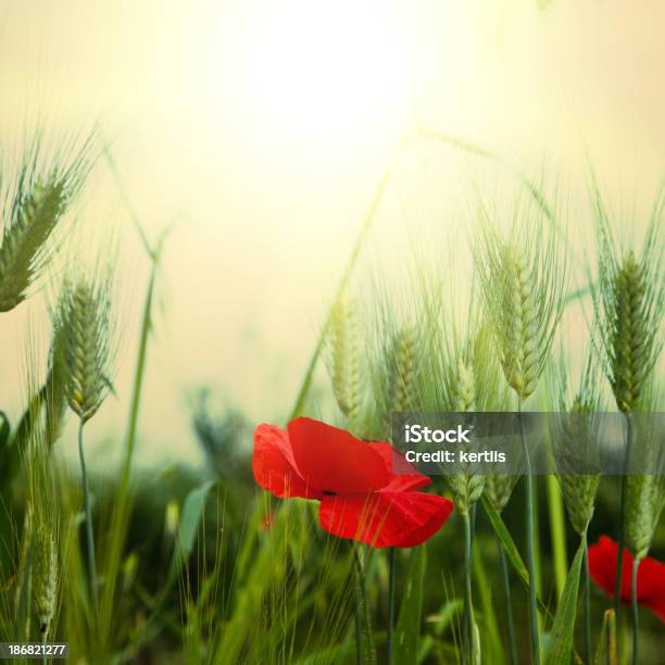 Poppi And Wheat Stock Photo - Download Image Now - Poppy - Plant, Wheat, Agricultural Field