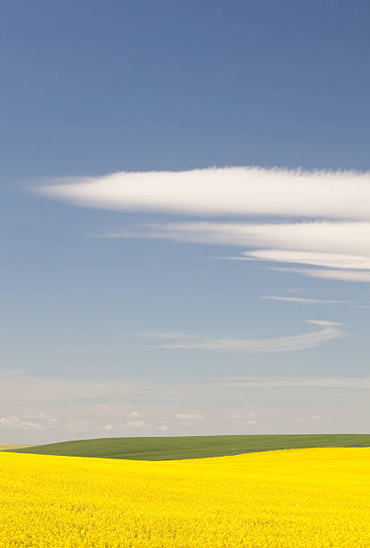 канолового поле - prairie wide landscape sky стоковые фото и изображения