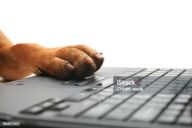 Dogs Pfote Auf Laptop Stockfoto und mehr Bilder von Computertastatur - Computertastatur, Hund, Pfote