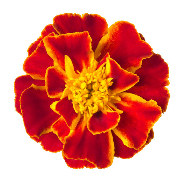 tagete. - pot marigold single flower flower flower head foto e immagini stock