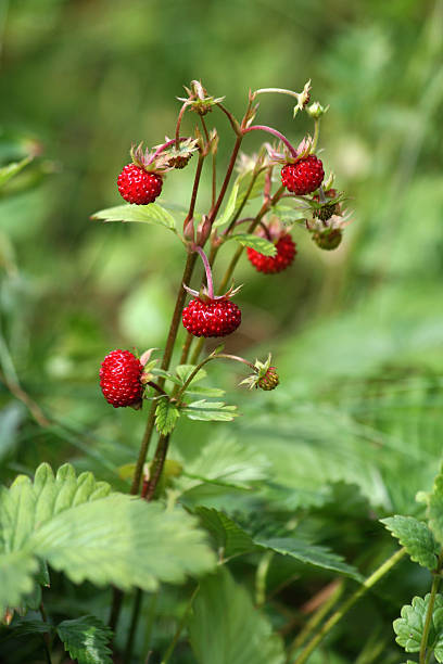 istock Wild strawberries in Norway 186821358