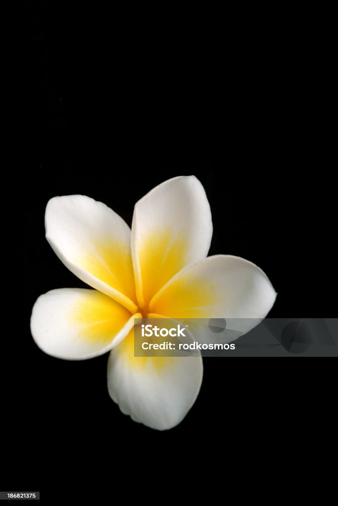 Bianco su nero plumeria - Foto stock royalty-free di Affollato