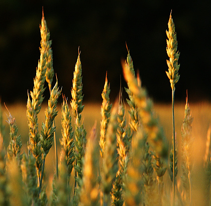 Golden wheat growing in field on sunny day in summer almost ripe for harvesting.