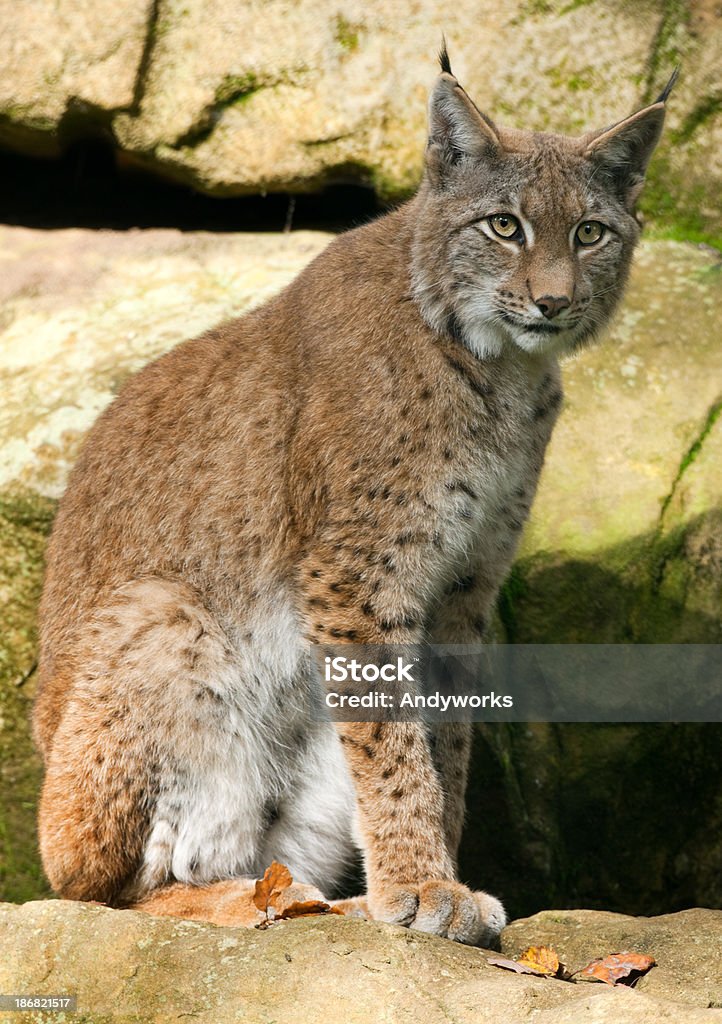 Eurasischer Luchs - Lizenzfrei Einzelnes Tier Stock-Foto