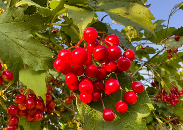 istock Viburnum tree (Adoxaceae). Bright red viburnum berry on a tree with green leaves. 1868215499