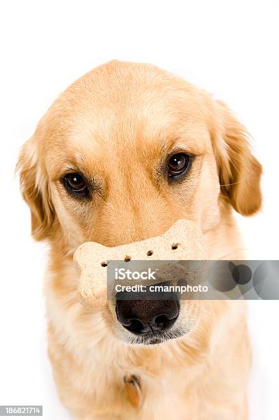 Golden Retriever Trick Stockfoto und mehr Bilder von Blick nach oben - Blick nach oben, Hund, Abwarten