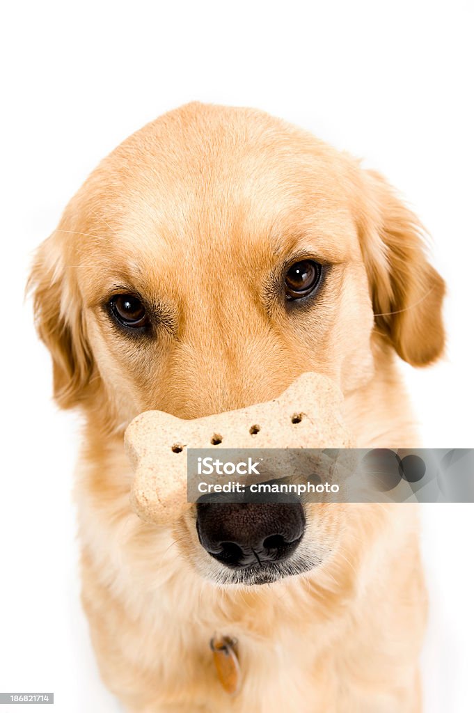 Golden Retriever Truque - Royalty-free Cão Foto de stock