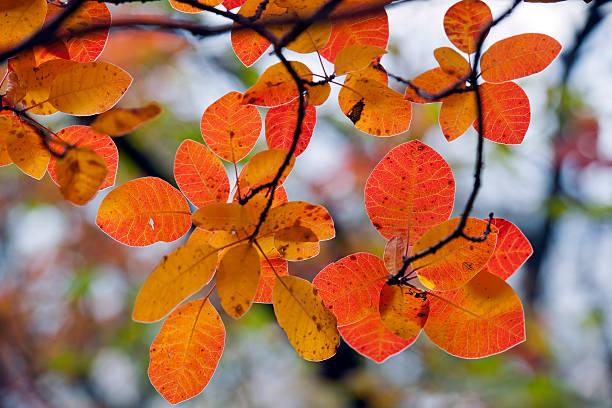 istock Red Smokebush Leaves in Fall 186821896