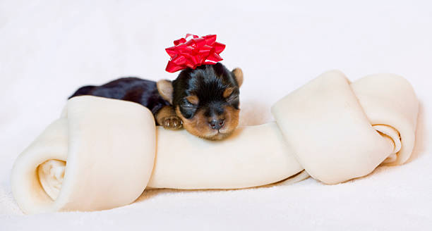 Christmas Puppy Newborn Yorkshire Terrier puppy dressed for Christmas with a large rawhide bone.PLEASE CLICK ON THE IMAGE BELOW TO SEE MY DOGGY LIGHTBOX PORTFOLIO: newborn yorkie puppies stock pictures, royalty-free photos & images