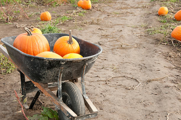 istock Wheel barrel full of pumpkins 186821992