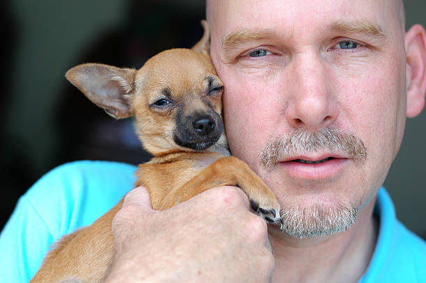 istock Winking Chihuahua - Color 186822020