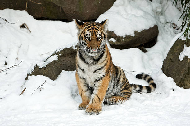 little tigre sibérien en hiver (panthera tigre altaica - seated tiger photos et images de collection