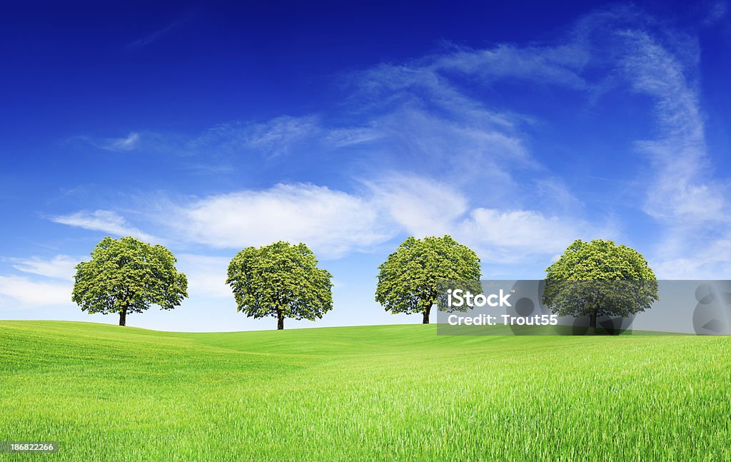 Spring landscape - Trees on green field "Trees on green field, the blue sky and white clouds" Agricultural Field Stock Photo