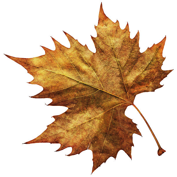 High Resolution Isolated Autumn Dry Maple Leaf This Large, High Resolution Scanned Image of Autumn Dry Maple Leaf, isolated on White Background and equipped with precise Clipping Path, represents the excellent choice for implementation in various CG design projects.  leaf epidermis stock pictures, royalty-free photos & images