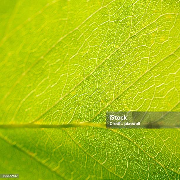 Green Leaf As Background Stock Photo - Download Image Now - Autumn, Backgrounds, Green Color