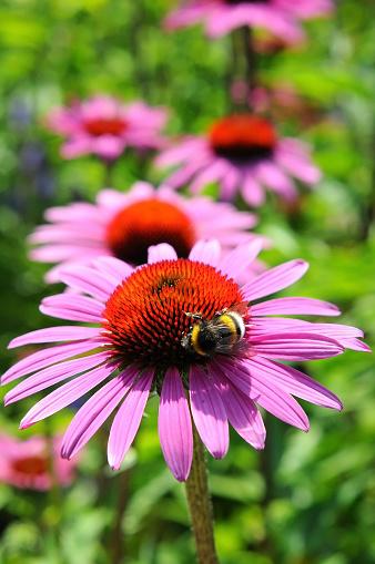 groupe of purple coneflowers (Echinacea) with bumblebee. German: Scheinsonnenhut