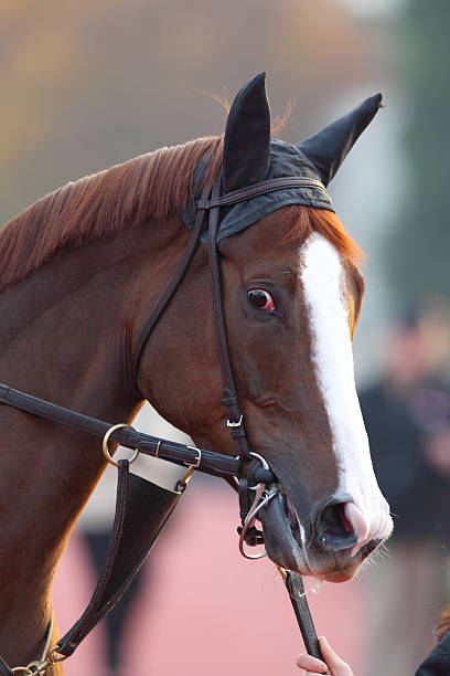 istock Horse head with Ear Plugs 186822489