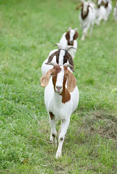 Boer goats are coming.