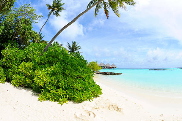istock Palm tree and Overwater Bungalows at the maldives 186823062