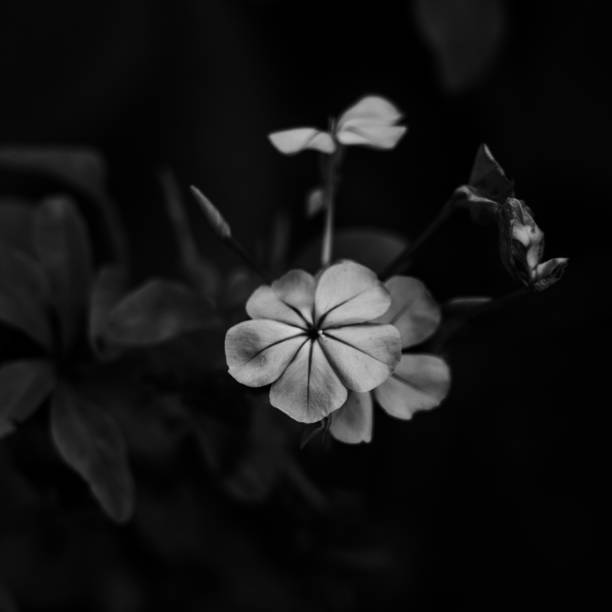 istock Dark nature in black and white 1868231180