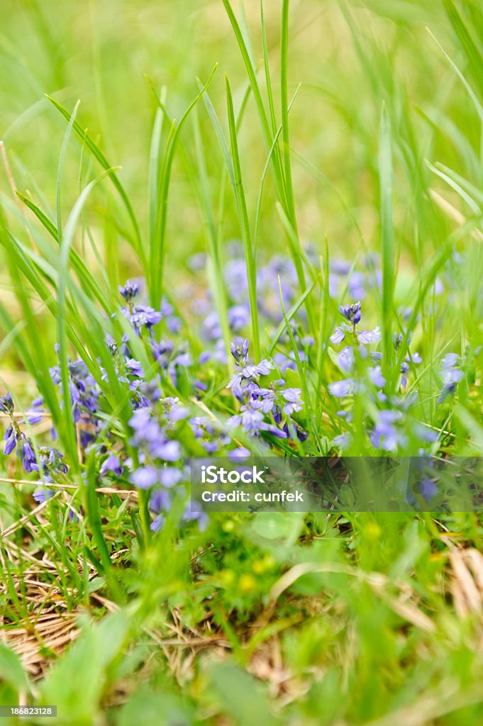 Flor roxa - Royalty-free Alpes Europeus Foto de stock