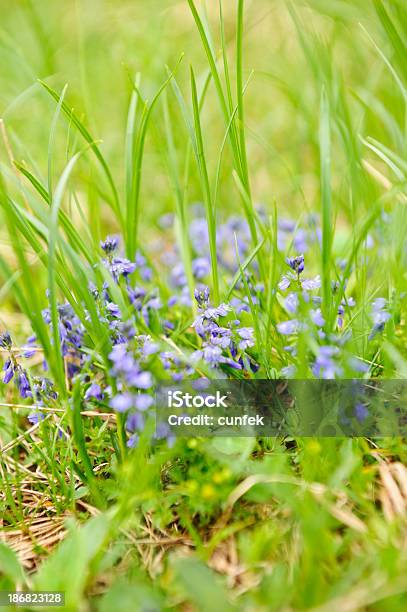 Flor Roxa - Fotografias de stock e mais imagens de Alpes Europeus - Alpes Europeus, Ao Ar Livre, Azul