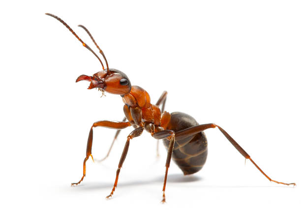 ant ant bugs stock pictures, royalty-free photos & images