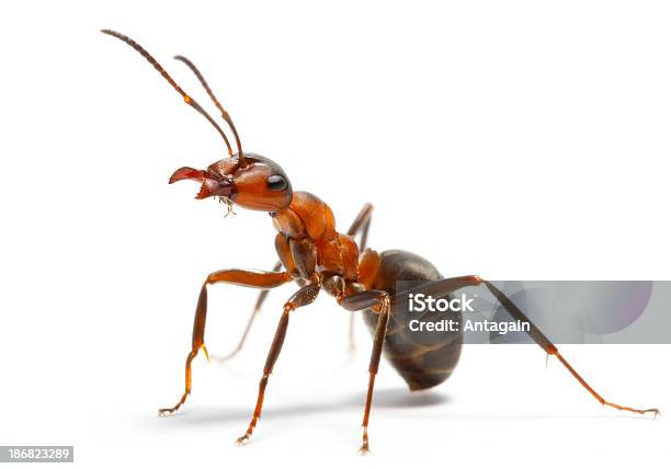Ant Stock Photo - Download Image Now - Ant, Insect, Cut Out