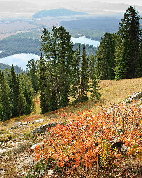 Fall Colors in the Tetons Often overshadowed by Yellowstone National Park, its larger neighbor to the north, Jackson Hole and the Snake River Valley is a land of vast scenic beauty. What it lacks in geysers and hot springs, it more than makes up for in the rugged Teton Mountain Range. The Teton's many canyons lead to alpine meadows, cirques and towering peaks. It was this rugged range that became Wyoming's second national park in 1929. In 1950 the park boundaries were expanded to include much of the Snake River Valley. This picture of fall colors and Bradley and Taggart Lakes was photographed from the Garnet Canyon Trail in Grand Teton National Park, Wyoming, USA. jeff goulden grand teton national park stock pictures, royalty-free photos & images