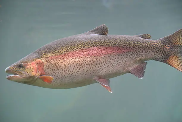Side view of a rainbow trout swimming under water.  