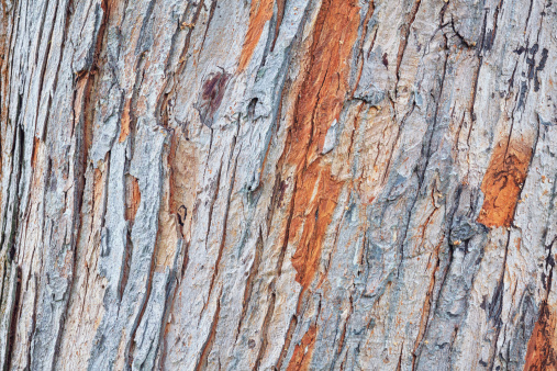 Tree bark background (Metasequoia).