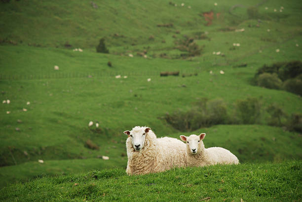 Sheep and Lamb stock photo