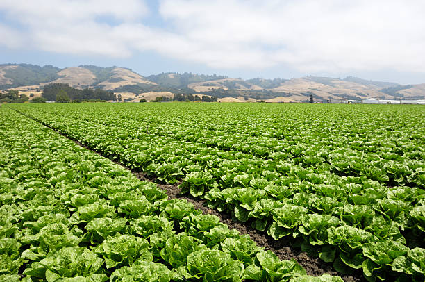 istock Field of Romaine Lettuce 186824426