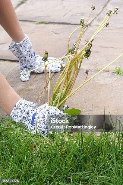 Photo libre de droit de Mains Dexcellence Dautrefois Tirant Fleur De Pissenlit Mauvaises Herbes À Côté De Stone Trottoir banque d'images et plus d'images libres de droit de Désherber