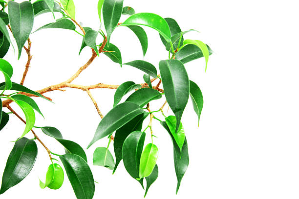 istock Branch of Ficus Tree on White Background 186824791