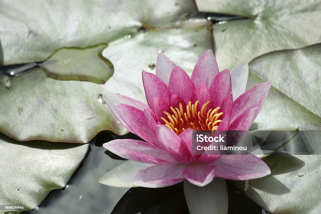 water lily beautiful pink Water Lily floating in a pond Beauty In Nature Stock Photo