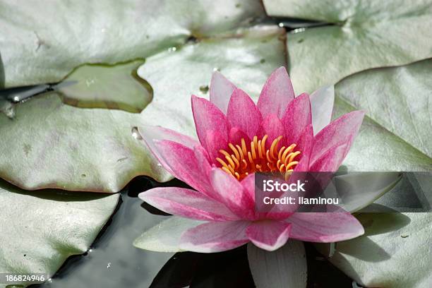 Water Lily Stock Photo - Download Image Now - Beauty In Nature, Color Image, Drop