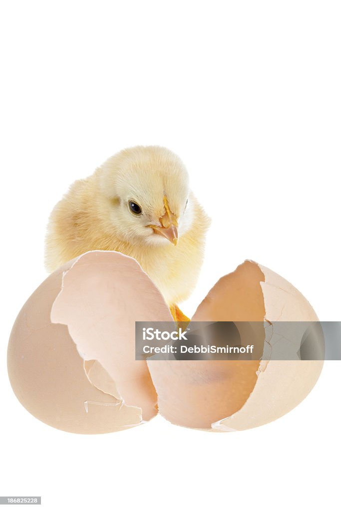 Apenas Hatched - Foto de stock de Amarelo royalty-free