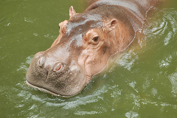 hipopótamo. - hippopotamus animal teeth large dirty imagens e fotografias de stock