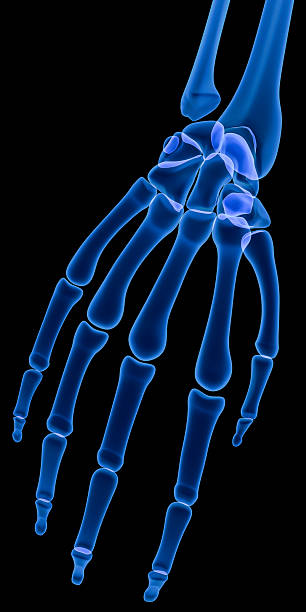 mano umana a raggi x - human bone forensic science medical scan morphology foto e immagini stock